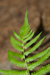 Dryopteris celsa