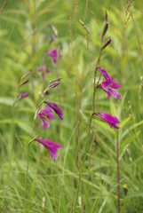 Gladiolus palustris