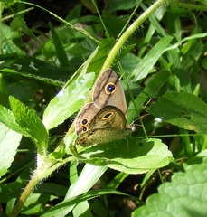 Ypthima aphnius