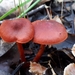 Cortinarius erythrocephalus - Photo (c) Adva, some rights reserved (CC BY-NC), uploaded by Adva
