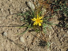 Agoseris parviflora
