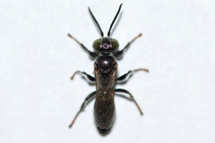 Tachytes intermedius