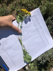 Packera streptanthifolia