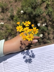 Packera streptanthifolia