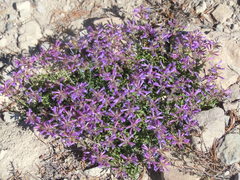 Penstemon davidsonii