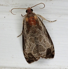 Olethreutes inornatana