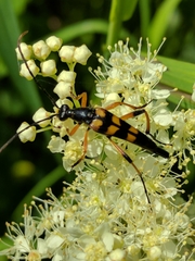 Strangalia attenuata