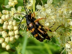 Strangalia attenuata