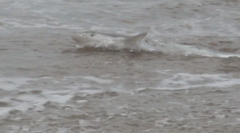 Carcharhinus acronotus