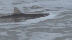 Carcharhinus acronotus