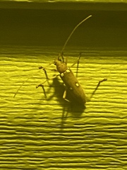 Eburia quadrigeminata