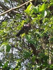 Patagioenas flavirostris