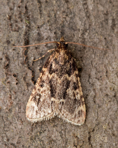 Representative image of Aglossa caprealis