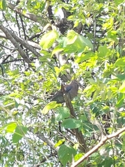 Patagioenas flavirostris