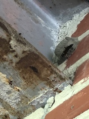 Sceliphron caementarium