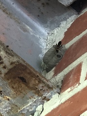 Sceliphron caementarium