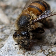 Apis mellifera