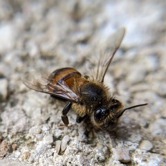 Apis mellifera