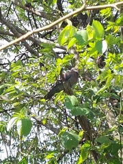 Patagioenas flavirostris