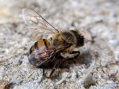 Apis mellifera