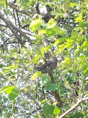 Patagioenas flavirostris