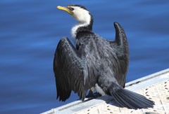 Microcarbo melanoleucos