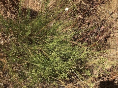 Baccharis malibuensis