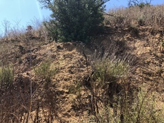 Baccharis malibuensis