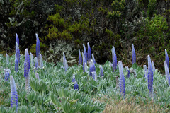 Lupinus luisanae ocetensis