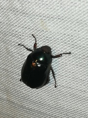 Paranomala cincta