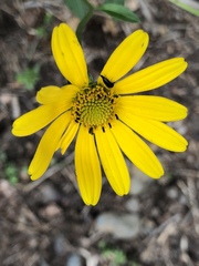 Engelmannia peristenia