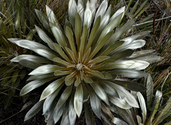 Espeletia boyacensis