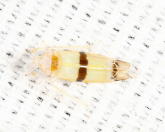 Empoa