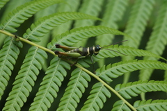 Eucosmetacris cingulata