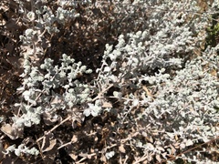Brickellia nevinii