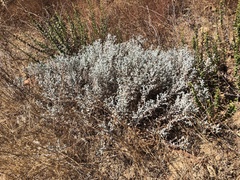 Brickellia nevinii