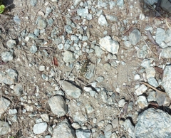 Cicindela sylvicola