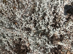 Brickellia nevinii