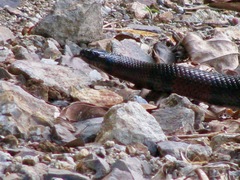 Lampropeltis micropholis
