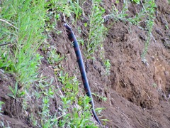 Lampropeltis micropholis