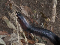 Lampropeltis micropholis