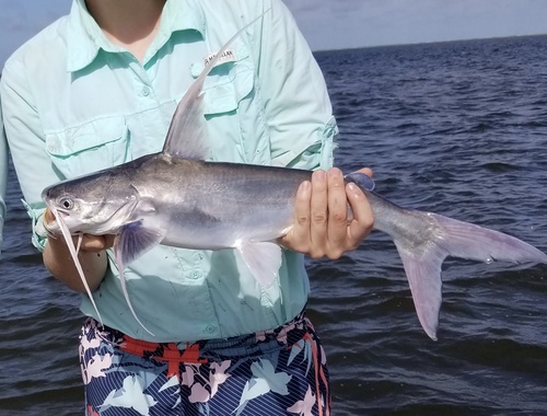 Gafftopsail Catfish