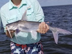 Gafftopsail Catfish photo 4
