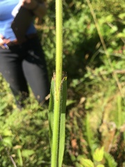 Bromopsis