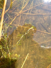 Potamogeton spirillus