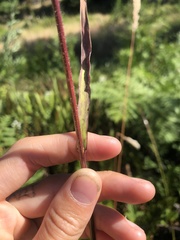Bromopsis