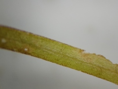 Potamogeton spirillus