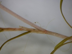 Potamogeton spirillus