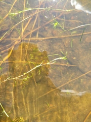 Potamogeton spirillus