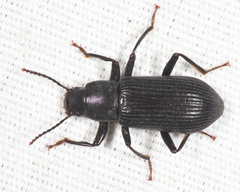 Xylopinus saperdoides